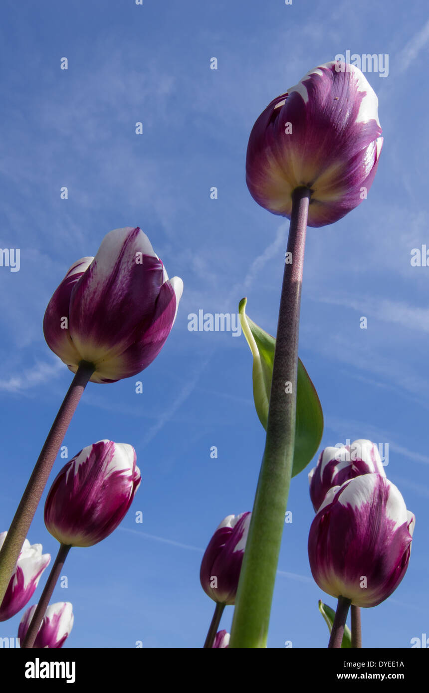 Purple tulips reaching for the sky Stock Photo