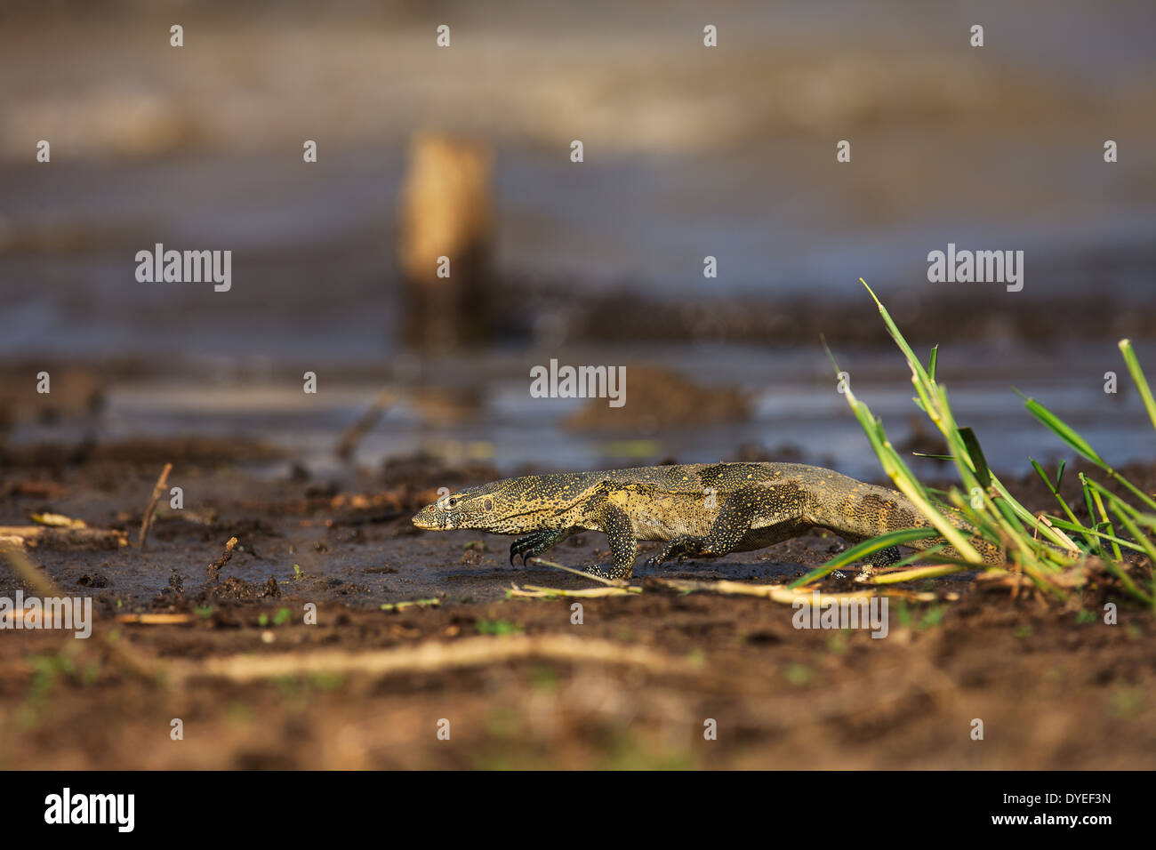 Nile monitor (Varanus niloticus) in mud at lake Baringo Stock Photo