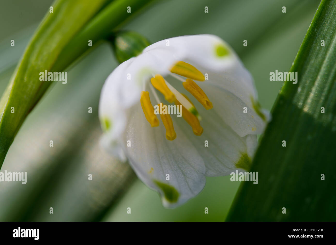 Snowdrop Flower Stock Photo