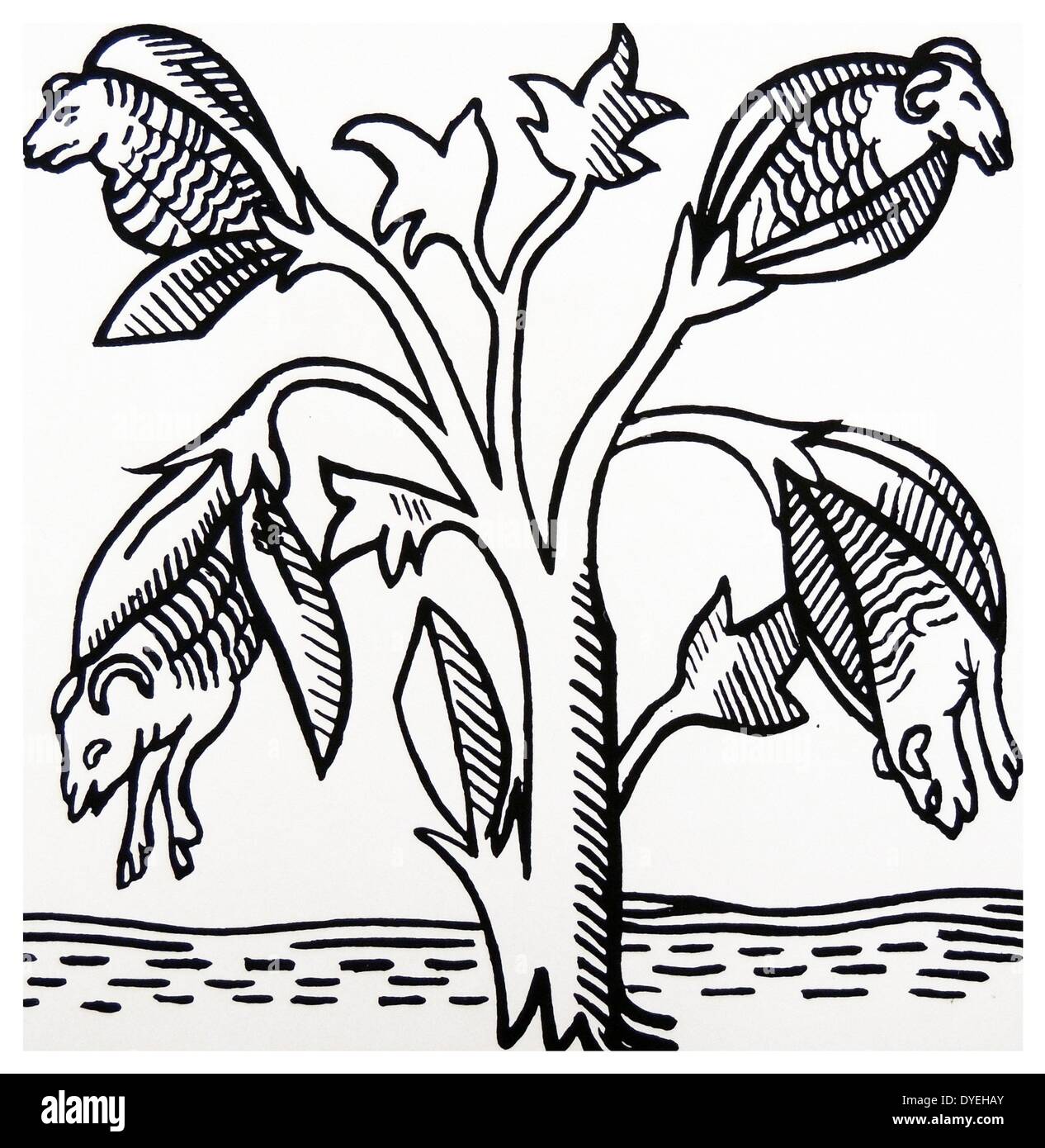 Variation of the barnacle geese legend showing lambs dropping as ripe cotton bolls from a tree.  Woodcut after ''The Voiage Travaile of Sir John Manndeville, Knt'' the story of whose legendary adventures first circulated in 1371. Stock Photo