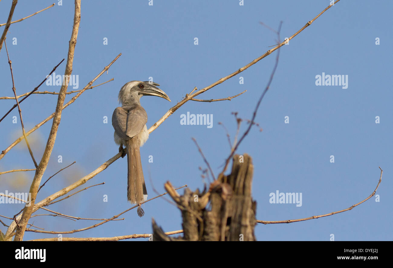 Indian Grey Hornbill (Ocyceros birostris) Stock Photo