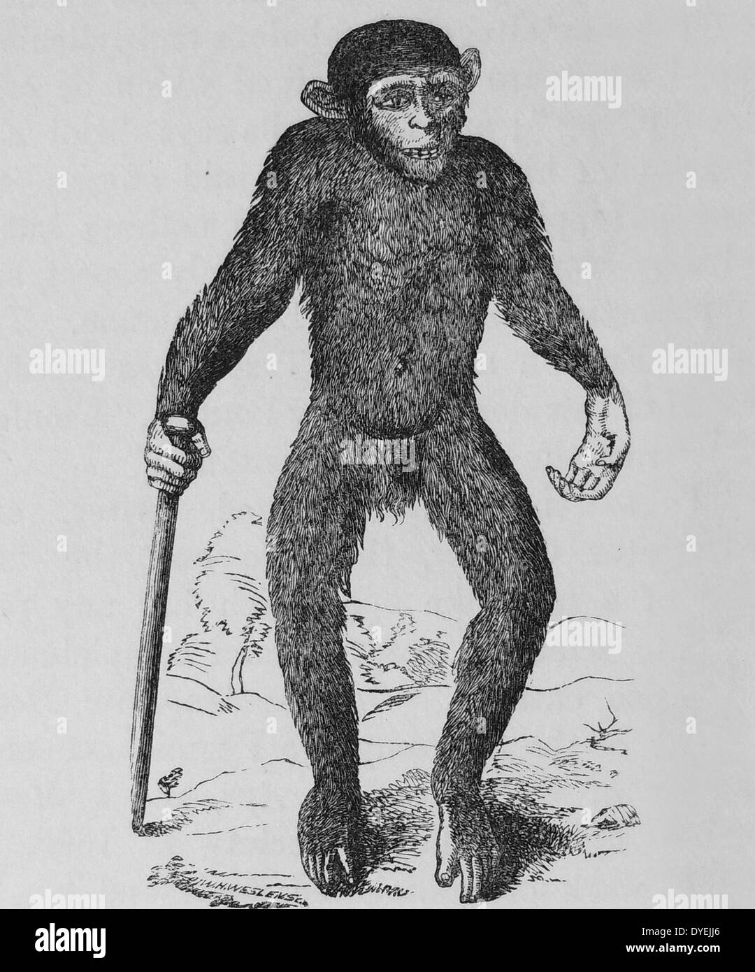 English physician and anatomist from mans place in nature hires stock