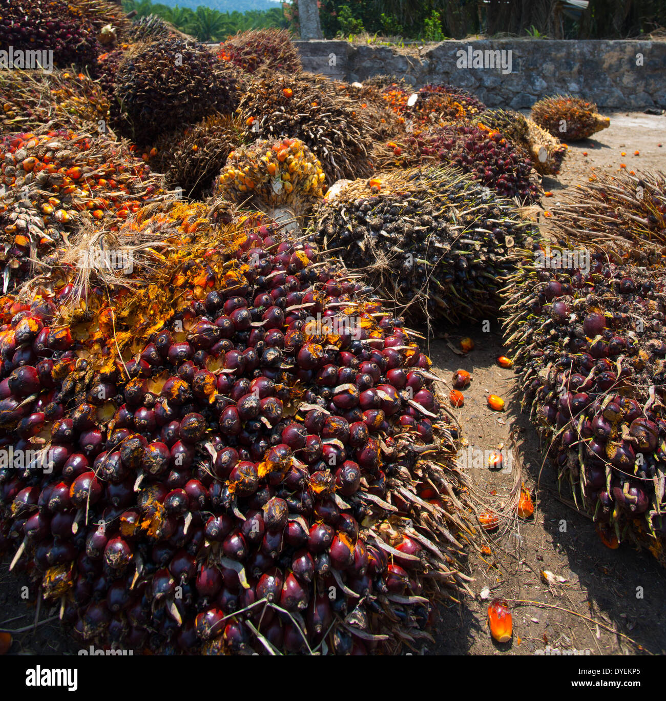 Red fruits of the Oil Palm (Elaeis guineensis) collected for processing & refinement into palm oil, Pahang, Malaysia Stock Photo