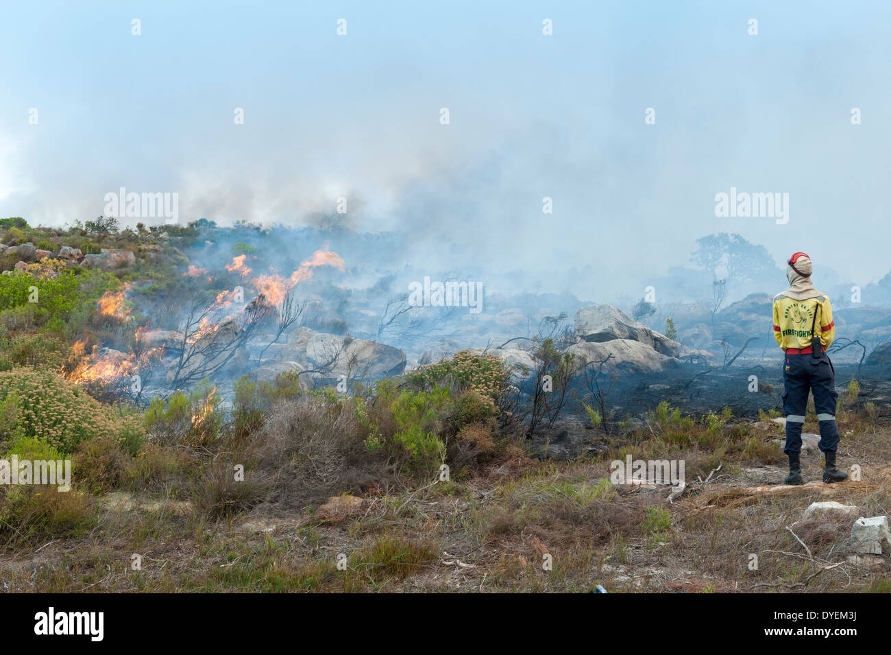 Firefighter exercises controlled burning of vegetation to stimulate new growth, Cape Peninsula, Western Cape, South Africa Stock Photo