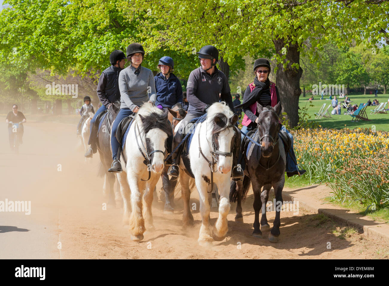 Group of horse riders kicking up dust on the Hyde Park Bridle Ways during the dry early season sunshine. Stock Photo