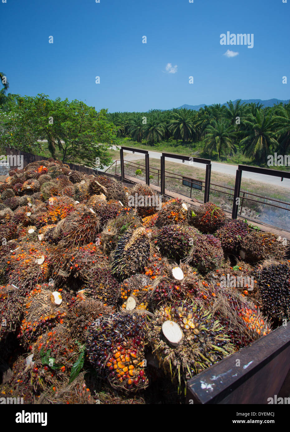 Red fruits of the Oil Palm (Elaeis guineensis) collected for processing & refinement into palm oil, Pahang, Malaysia Stock Photo