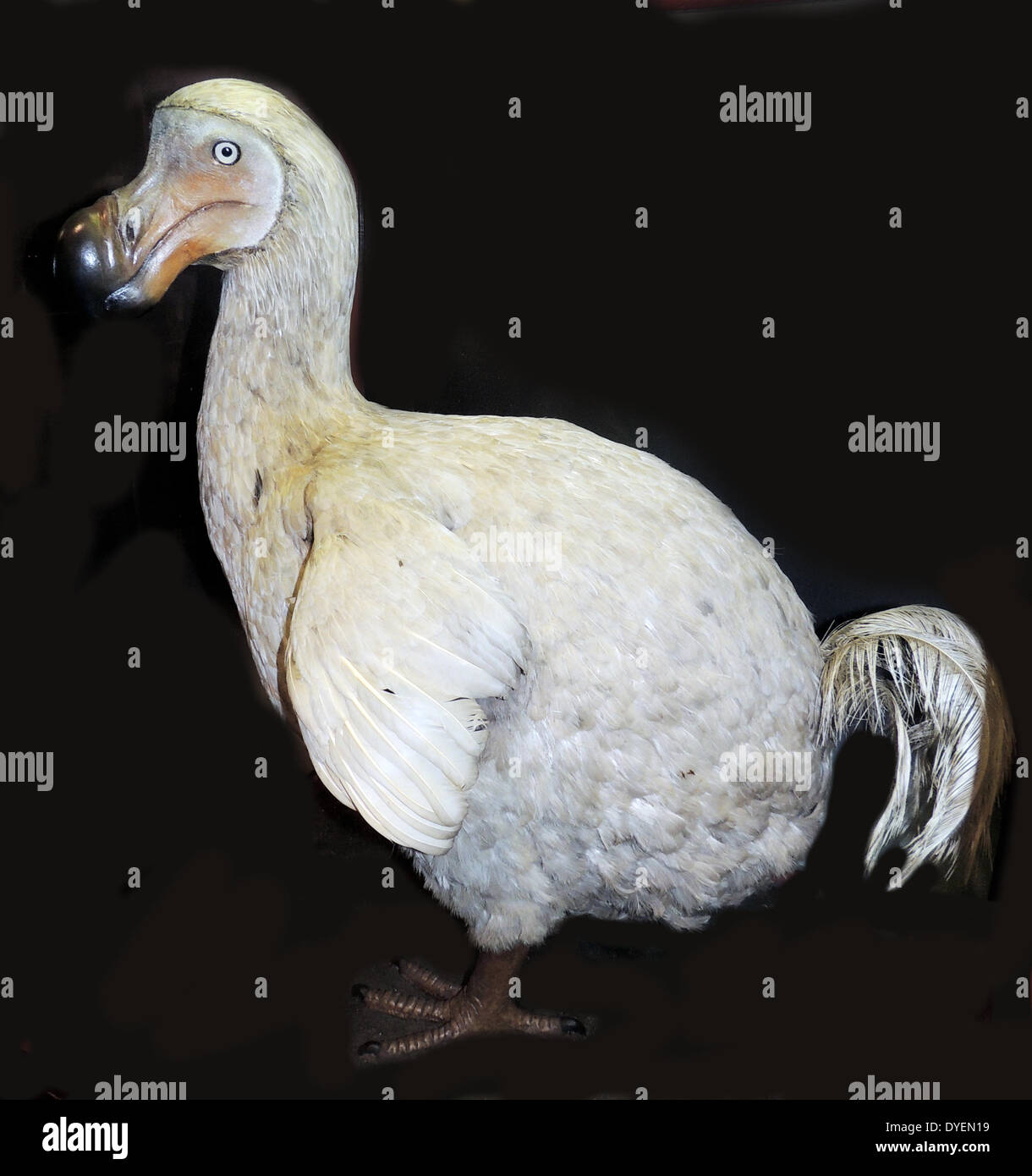 The Dodo (Raphus cucullatus) an extinct flightless bird that was endemic to the island of Mauritius, east of Madagascar in the Indian Ocean. Its closest genetic relative was the also extinct Rodrigues Solitaire, the two forming the subfamily Raphinae of the family of pigeons and doves. Stock Photo