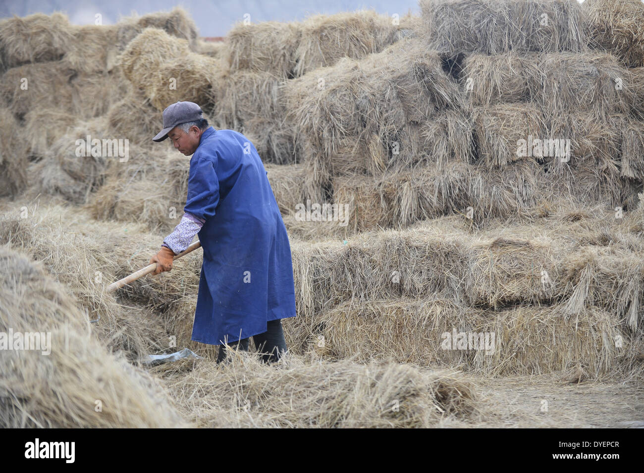 Xining. 15th Apr, 2014. A worker clears fodder grass at a breeding cooperative in Guide County of Hainan Tibetan Autonomous Prefecture in northwest China's Qinghai Province, April 15, 2014. Guide strived to develop its modern agricultural economy along the Yellow River, and it has become a key food source in Qinghai. © Wu Gang/Xinhua/Alamy Live News Stock Photo