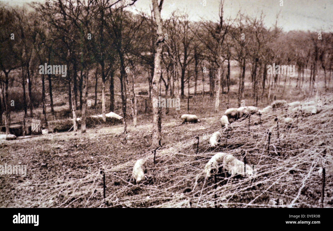 World War Two: French army barbed wire (chevaux de frise) fences  at a front line position 1940 Stock Photo