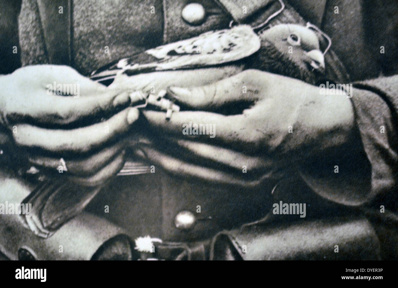 Carrier pigeon french army hi-res stock photography and images - Alamy
