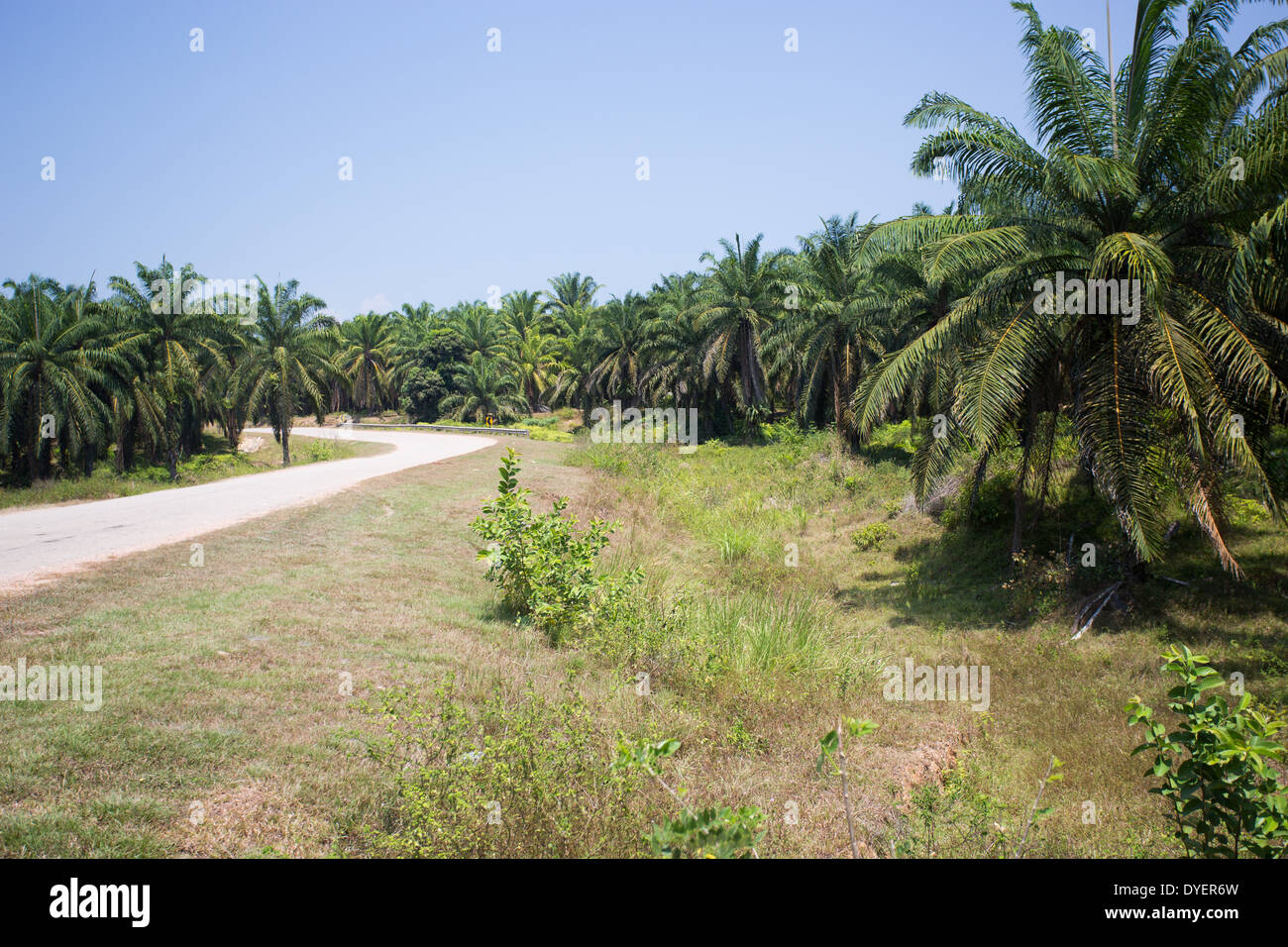 Palm Oil plantation in Pahang province, Malaysia Stock Photo