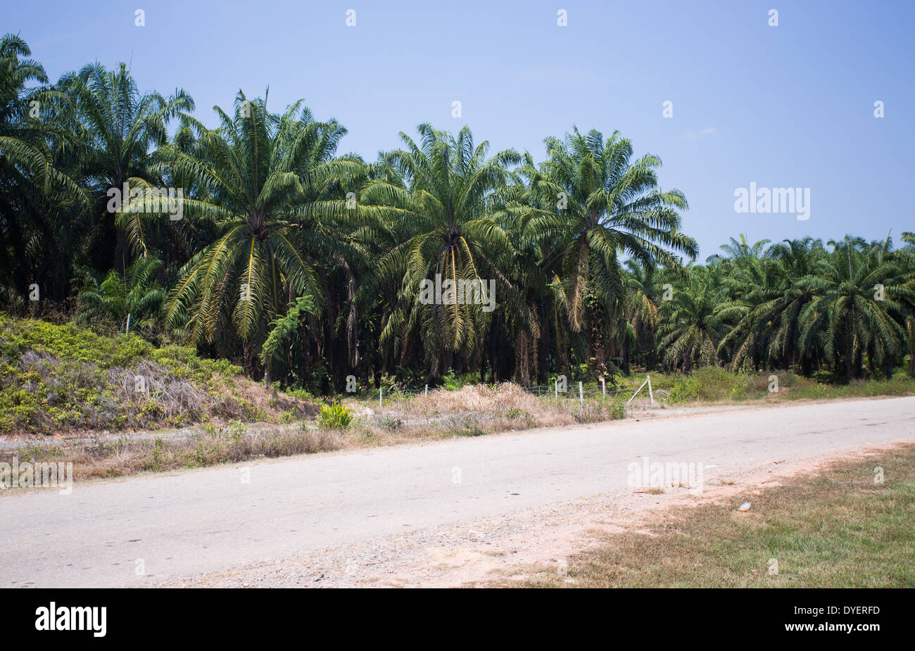 Palm Oil plantation in Pahang province, Malaysia Stock Photo