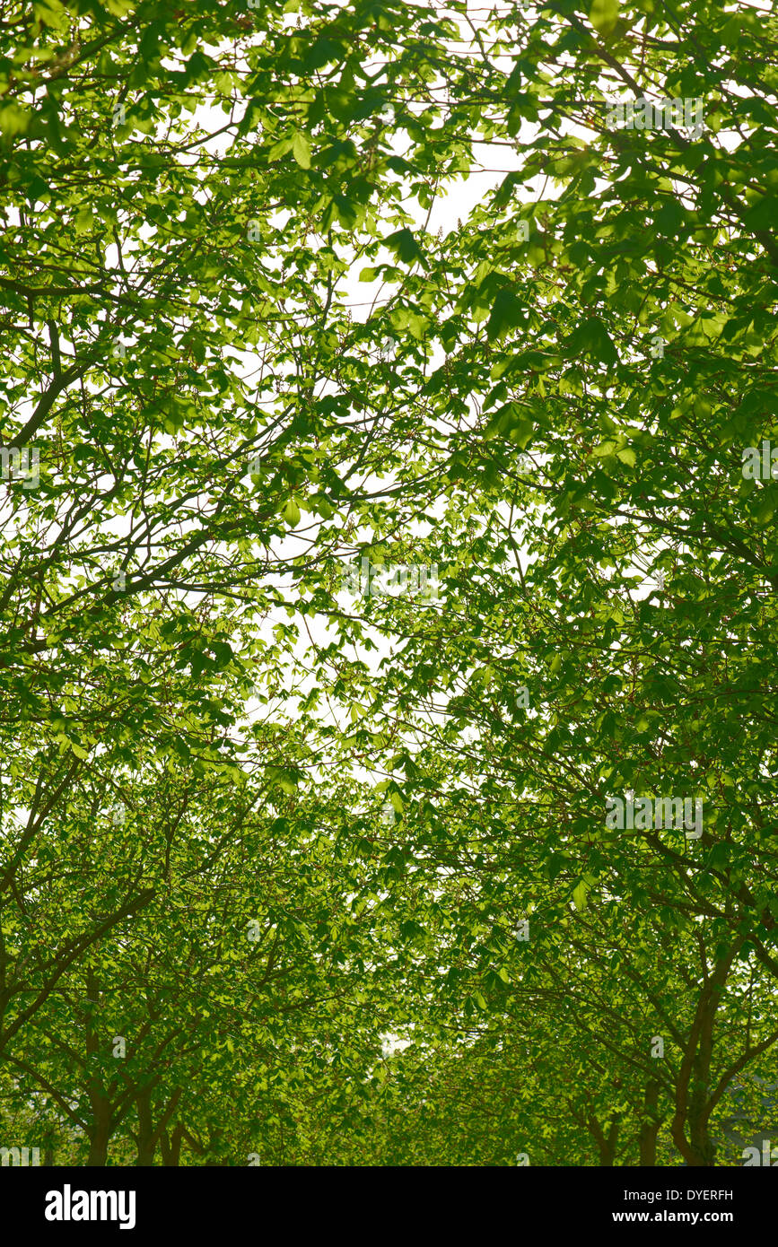 Buckeye tree hi-res stock photography and images - Alamy