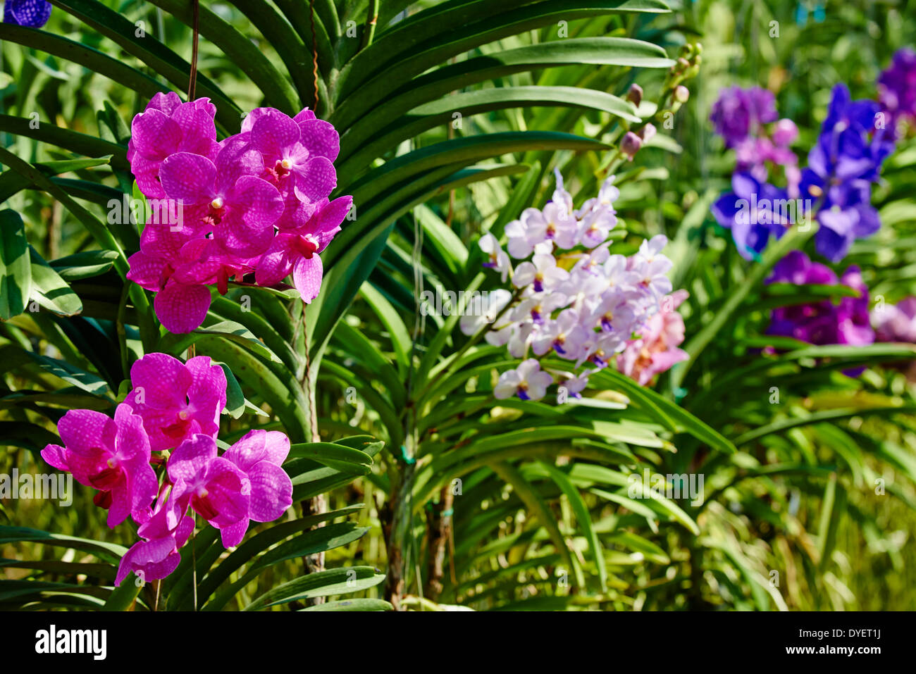 Thailand, Chiang Mai, orchid plantation Stock Photo