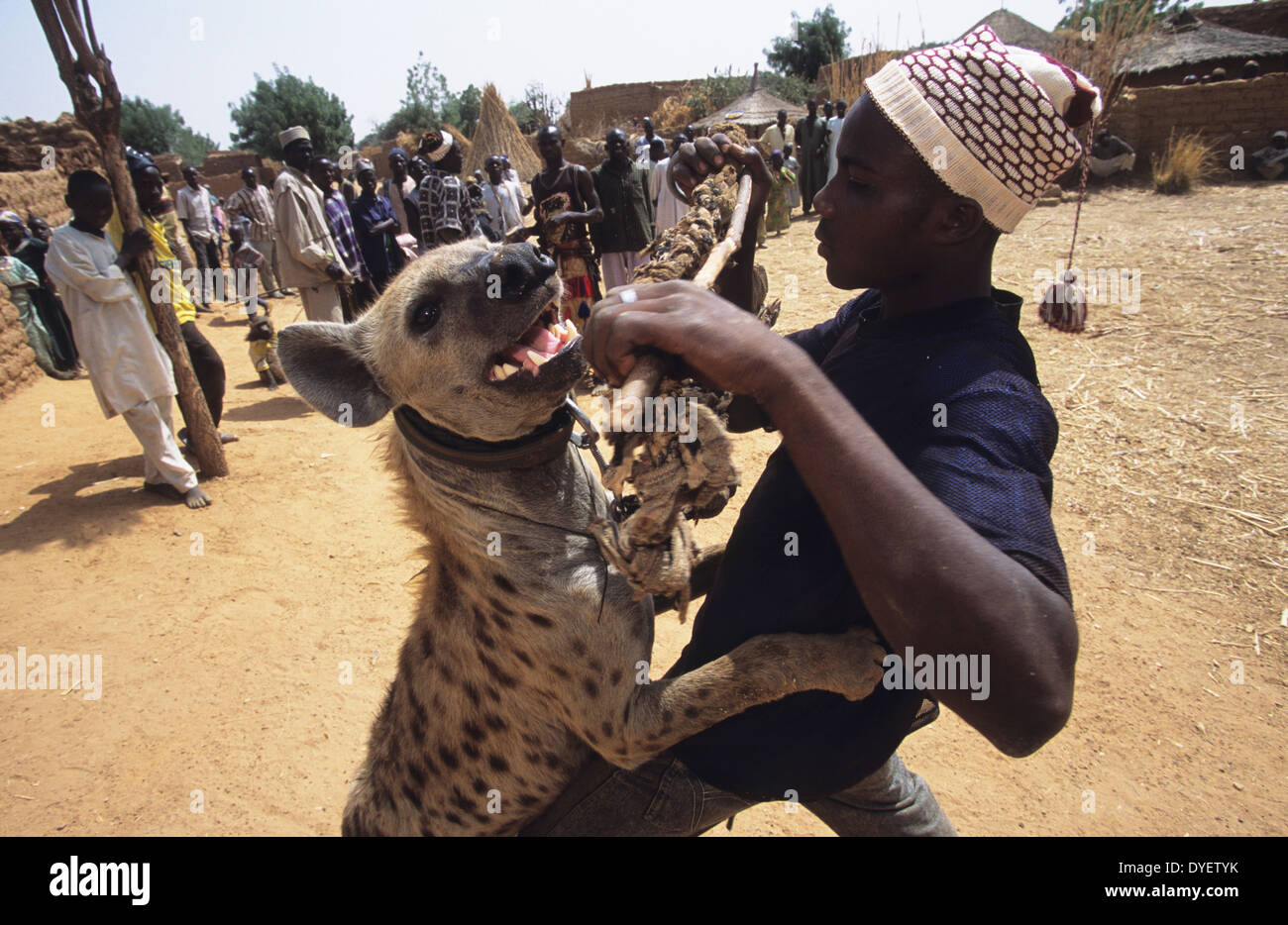 Hyena pet is part of animist circus troop. Animists believe that the owner recieves power from the animal. Kano State, Nigeria Stock Photo