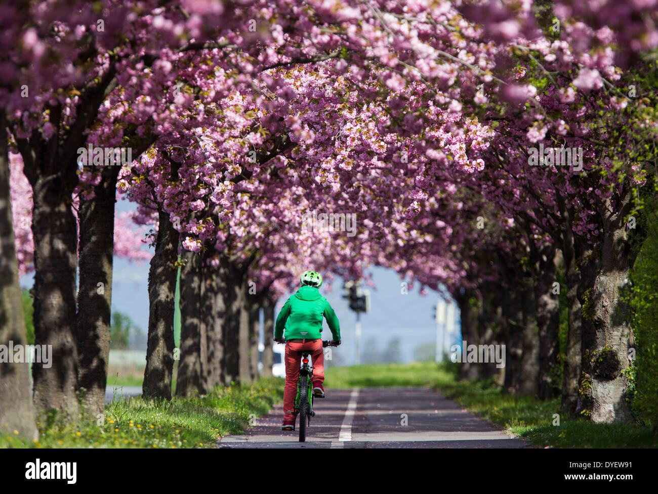 Magdeburg, Germany. 14th Apr, 2014. A cyclist rides on his bicycle along an alley framed by flowering cherry blossom trees in Magdeburg, Germany, 14 April 2014. Photo: Lukas Schulze/dpa/Alamy Live News Stock Photo