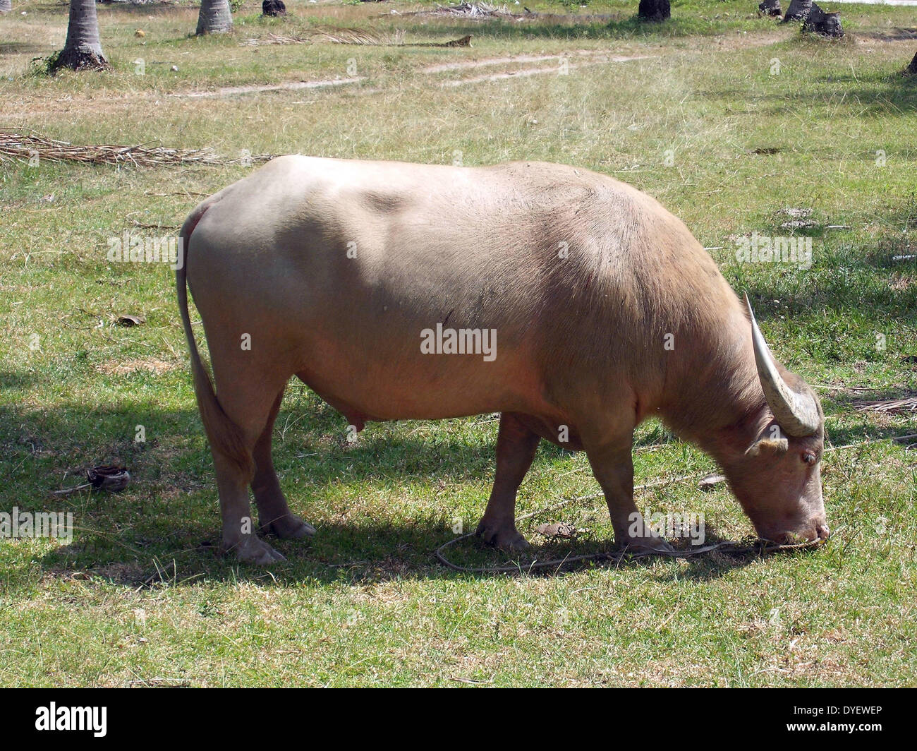 Domesticated Asian Water-Buffalo bull, Ko Samui, Thailand, 2009. (Bubalus) Stock Photo