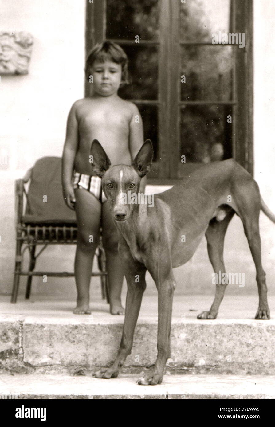 The Kelb Tal-Fenek, or Maltese Rabbit-Dog in Attard, Malta, in 1972. Later, in 1974, the Kennel Club in London recognized this type of dog as a pedigree breed under the name of Pharaoh Hound. Stock Photo