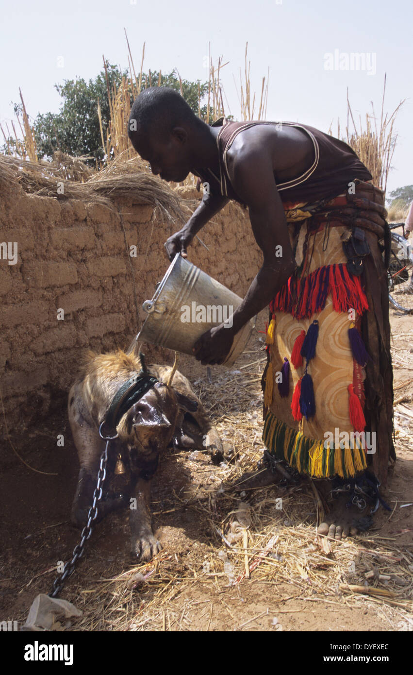 Hyena pet is part of animist circus troop. Animists believe that the