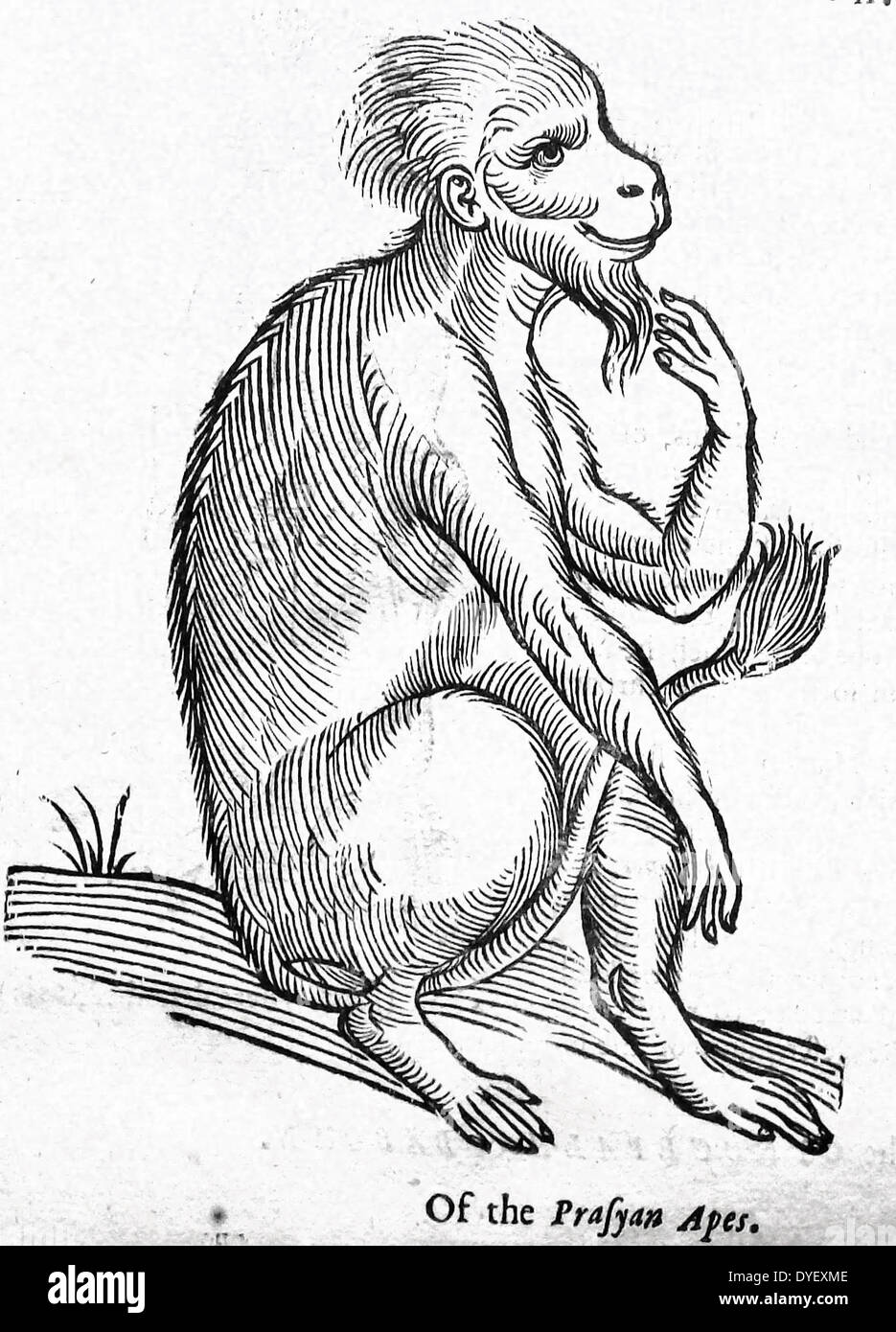 The Bearded Ape, based on the Lion-tailed Macaque, Macaca silenus, of India, from Topsel, 1658 Stock Photo