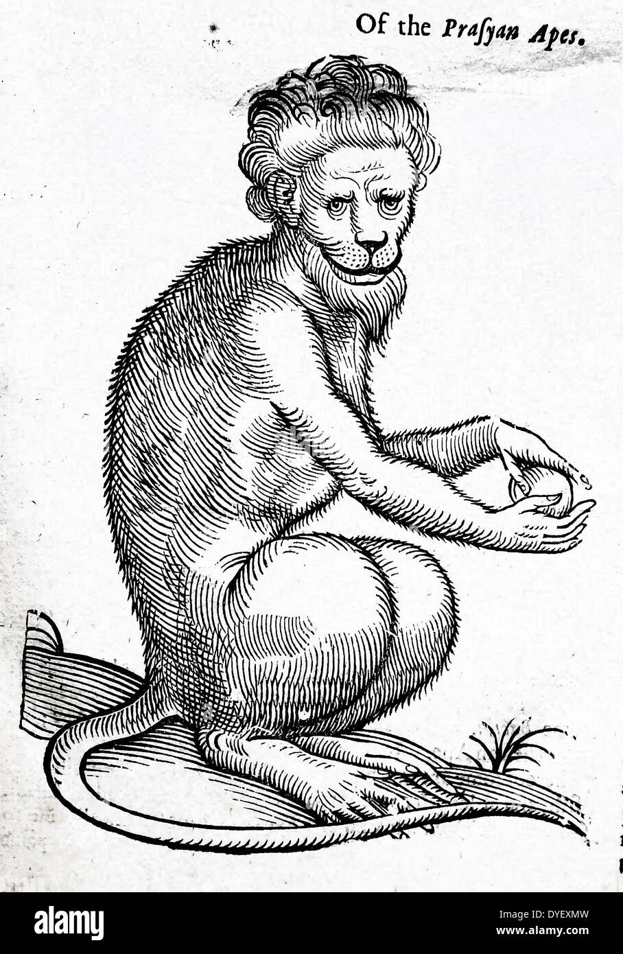 The Bearded Ape, based on the Lion-tailed Macaque, Macaca silenus, of India, from Topsel, 1658 Stock Photo