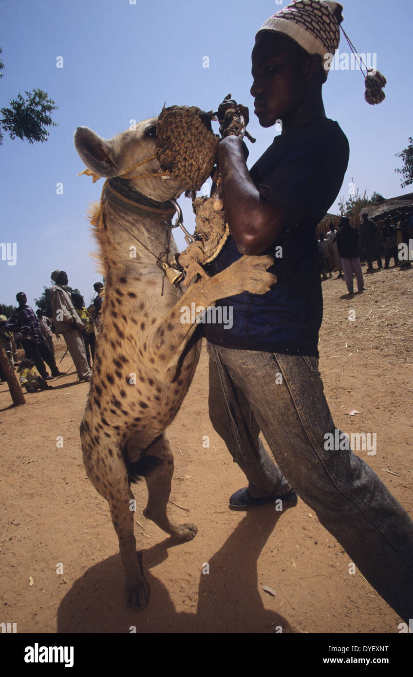 Hyena pet is part of animist circus troop. Animists believe that the owner recieves power from the animal. Kano State, Nigeria Stock Photo