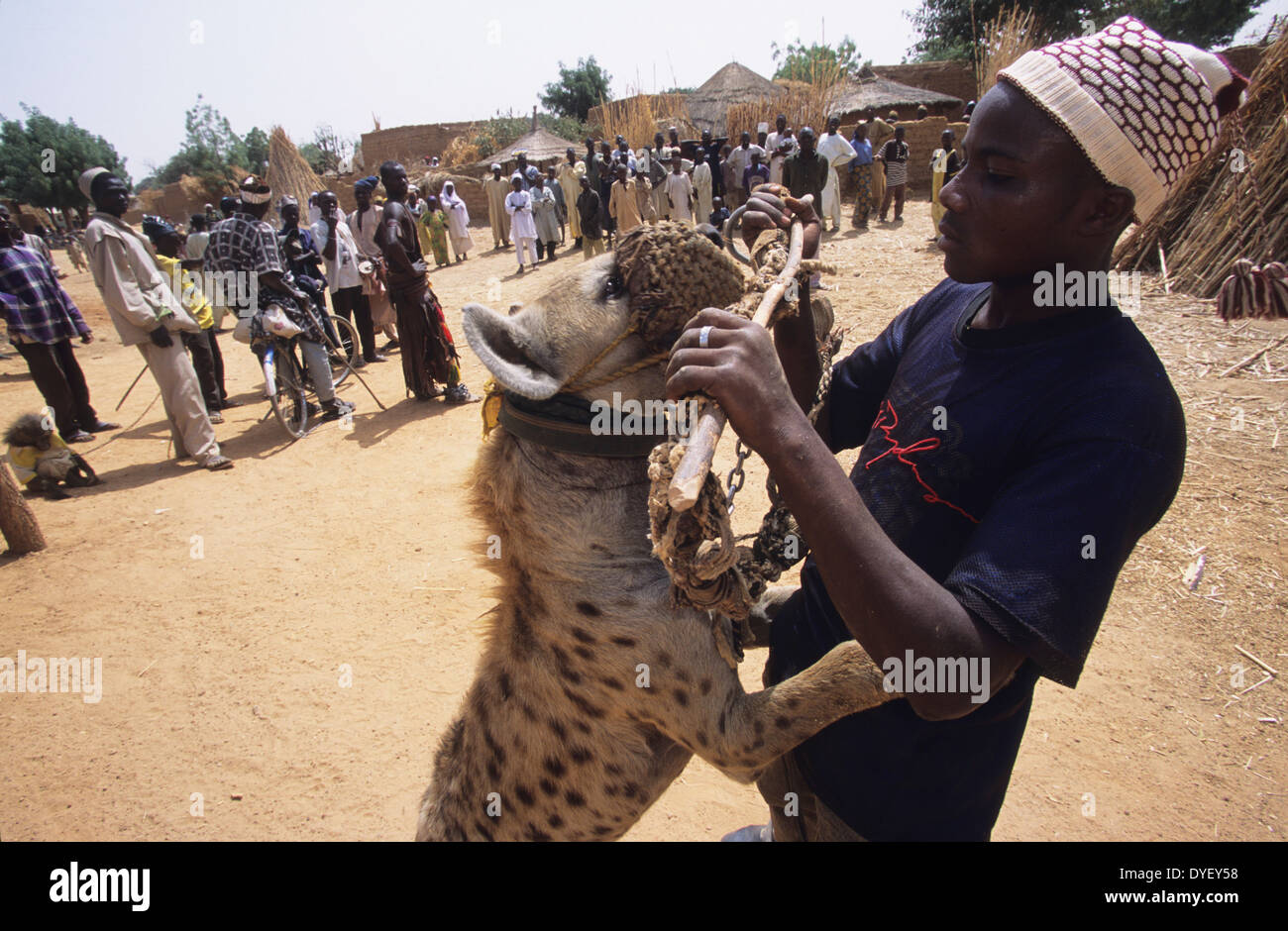 Hyena pet is part of animist circus troop. Animists believe that the