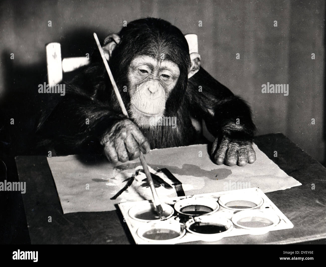 Chimpanzee 'Congo' painting a picture at London Zoo, 1958. Stock Photo