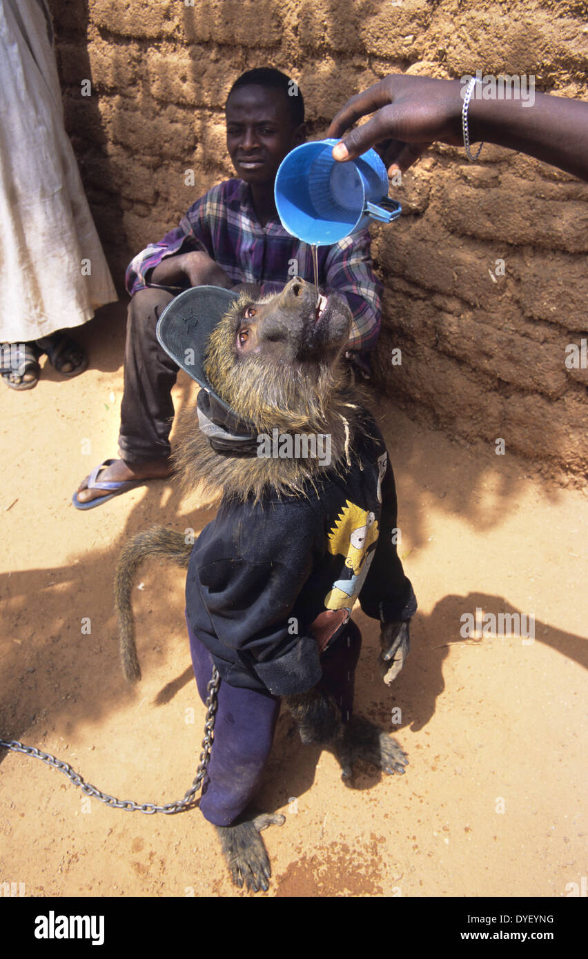 Baboon pet is part of animist circus troop. Animists believe that the