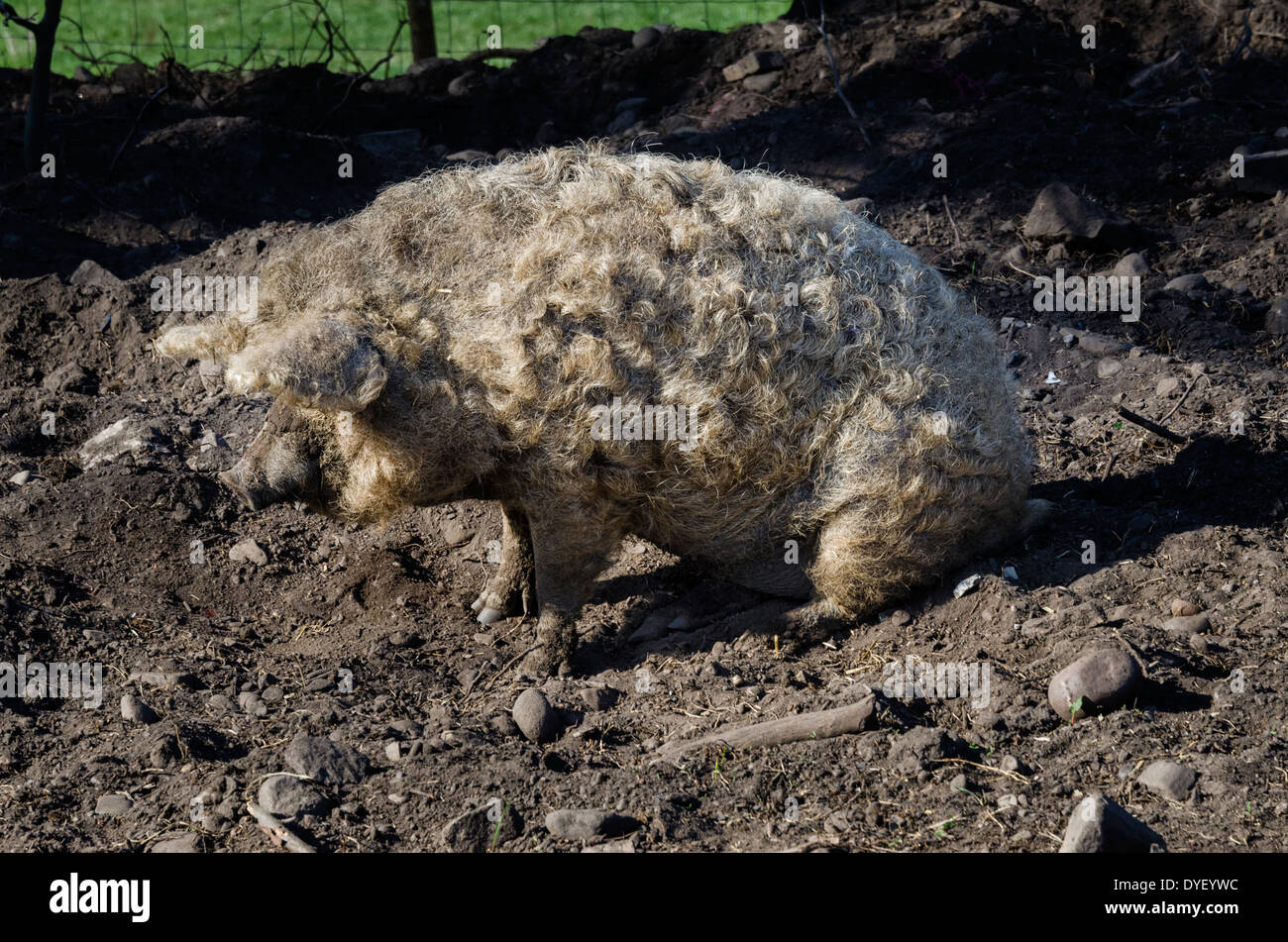 Woolly Pig Stock Photo