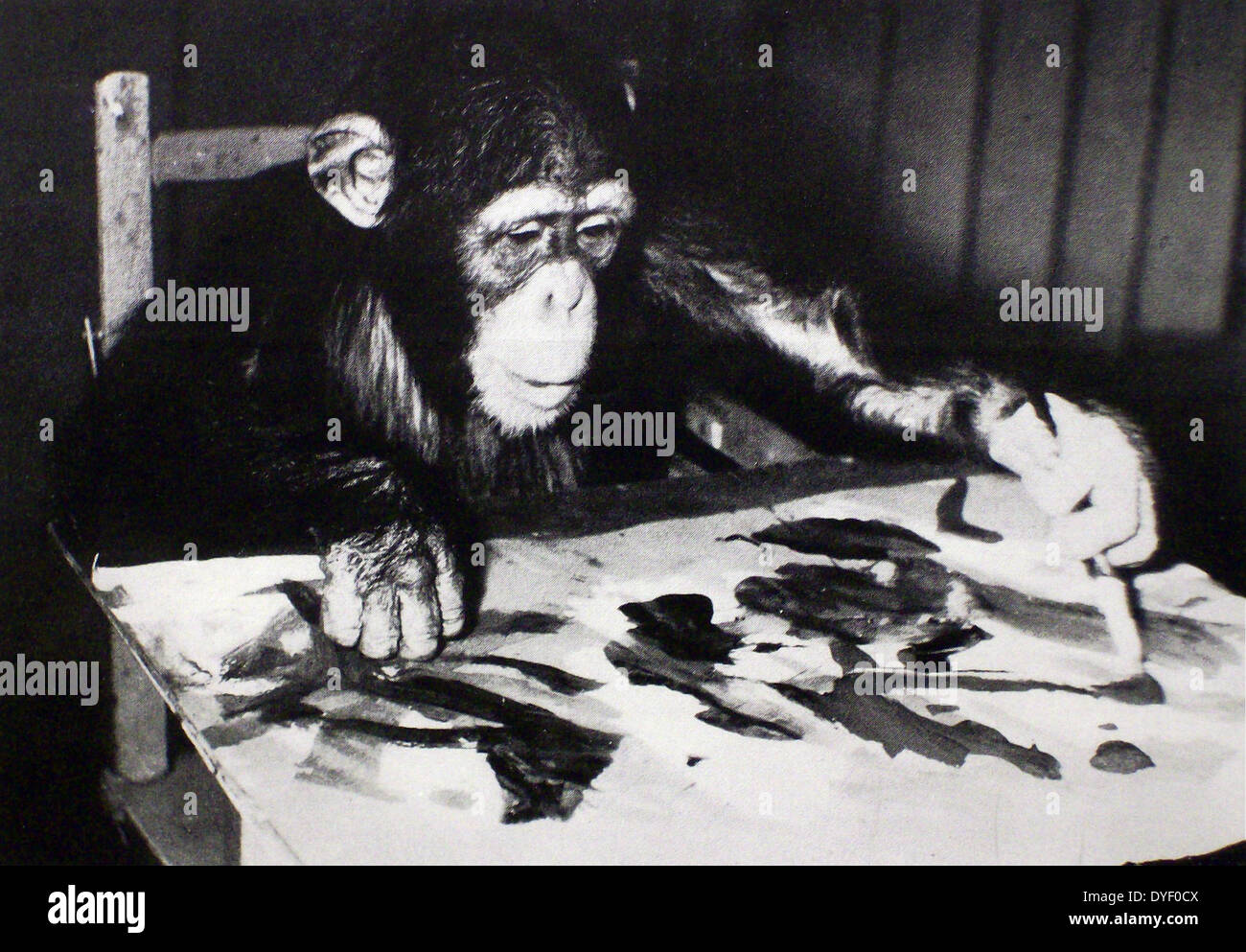 Chimpanzee 'Congo' painting a picture at London Zoo, 1958. Stock Photo