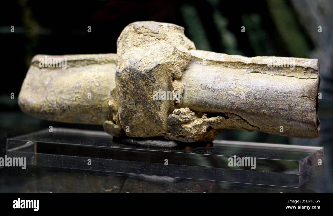 Lead pipe joints, from the Roman city of Bath in England. Would've originally been mined in the Mendip hills by slaves. Circa 1st-2nd century AD. Stock Photo