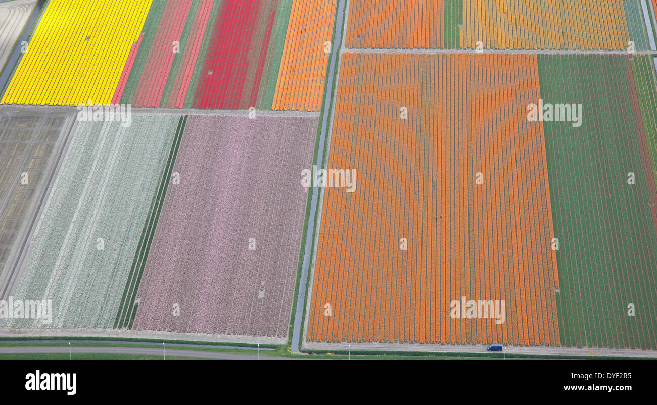 Dutch colourful flower field from above Stock Photo
