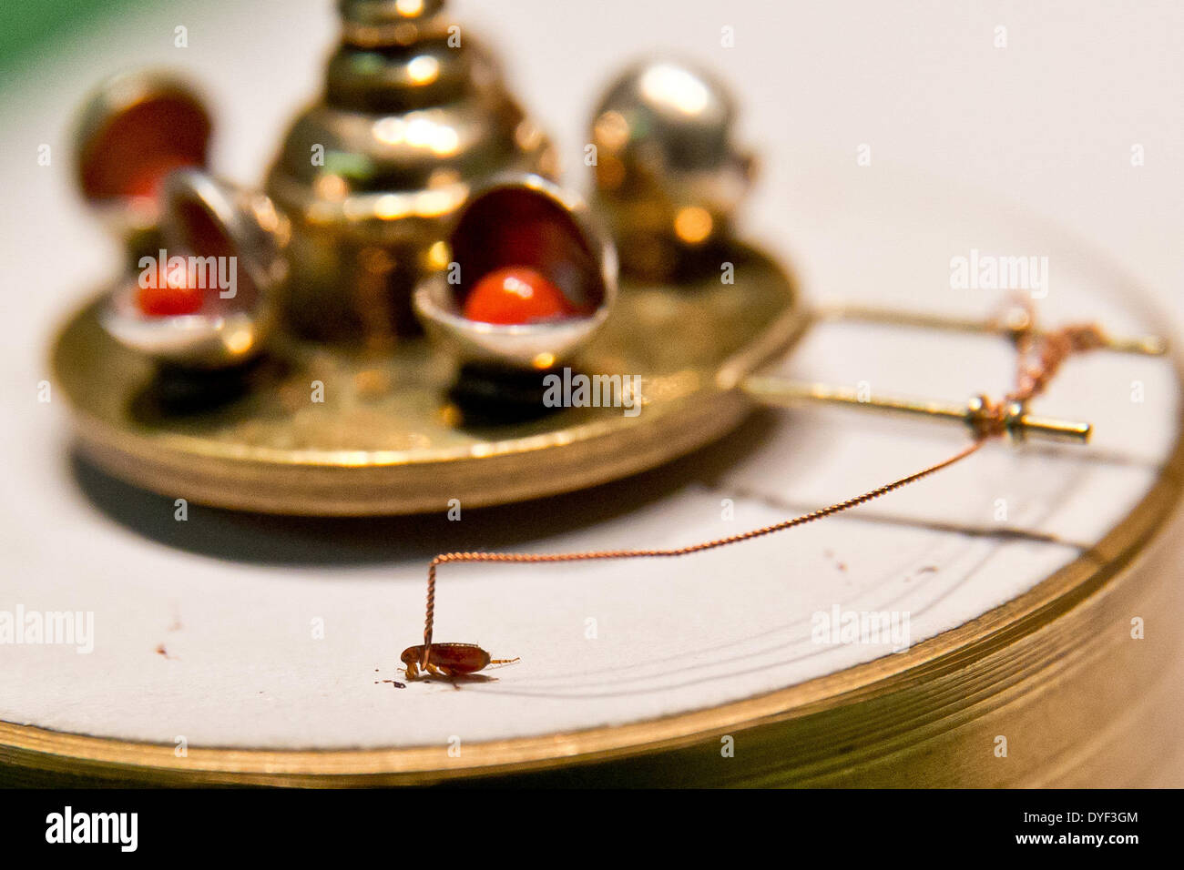 Блошиный цирк. Цирковые атрибуты. Блошиный цирк. Блошиный цирк. Блошиный цирк октоберфест.