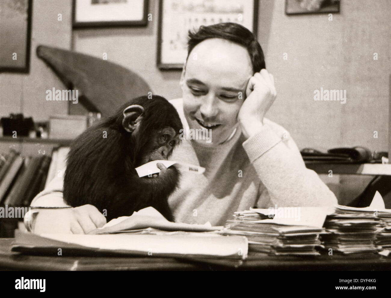 Desmond Morris with the chimpanzee Congo on the Zootime TV programme ...