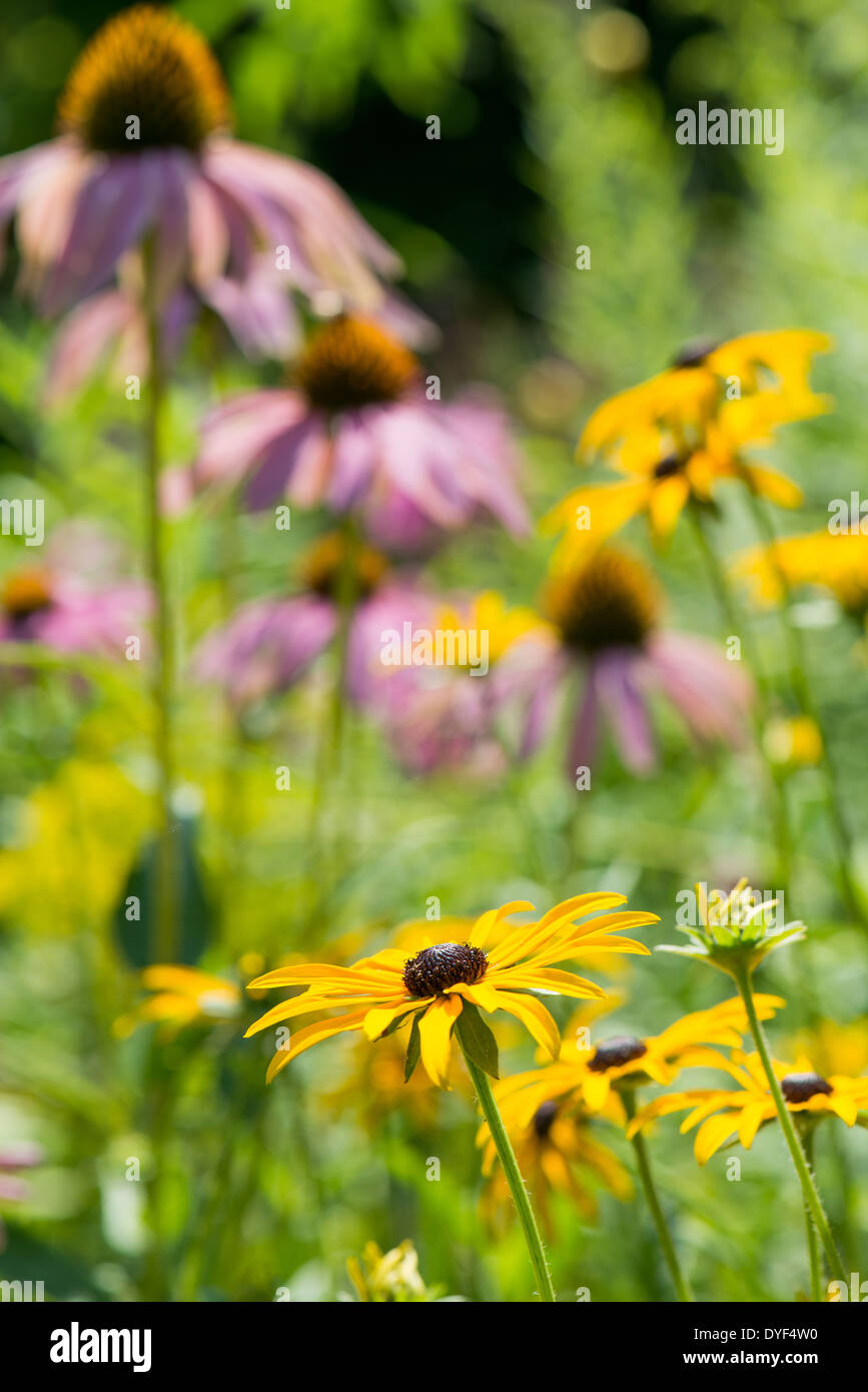 Coneflowers in a autumnal garden Stock Photo