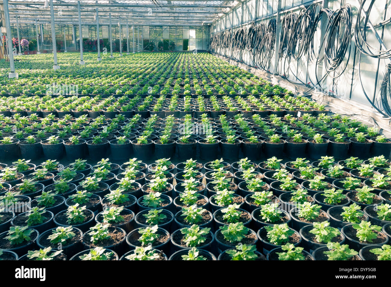 industrial greenhouse plantation with many small plants in flower pots Stock Photo