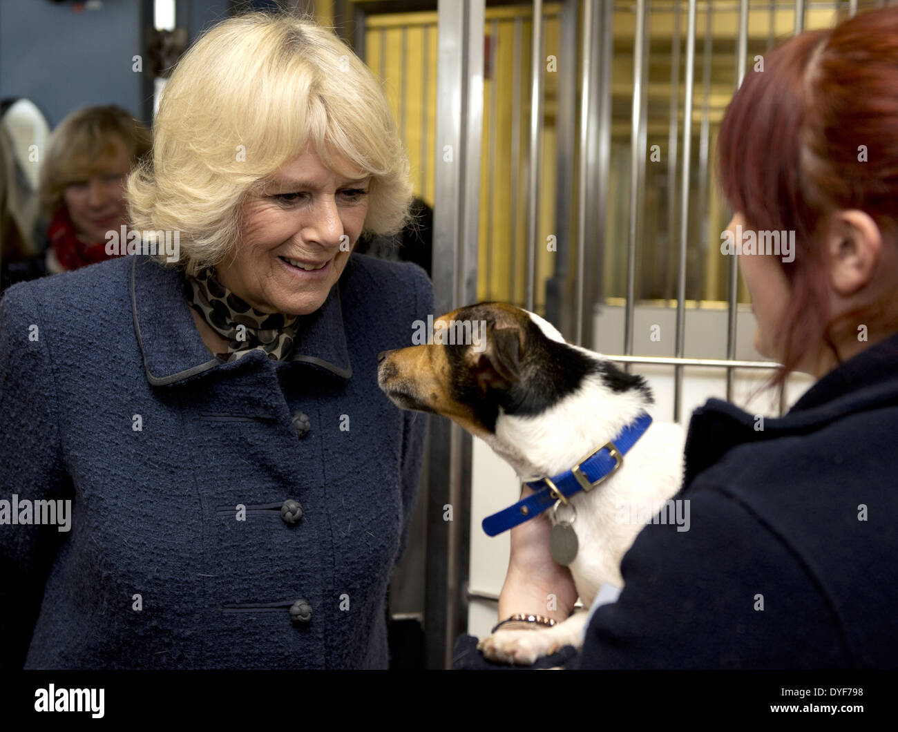 Camilla Duchess of Cornwall visits Battersea Dogs and Cats Home. Earlier in the year The Duchess re homed Bluebell a nine-week-old Jack Russell Terrier as she was found as a stary wandering in a London park. Her Royal Highness adopted Beth a Jack Russell Stock Photo