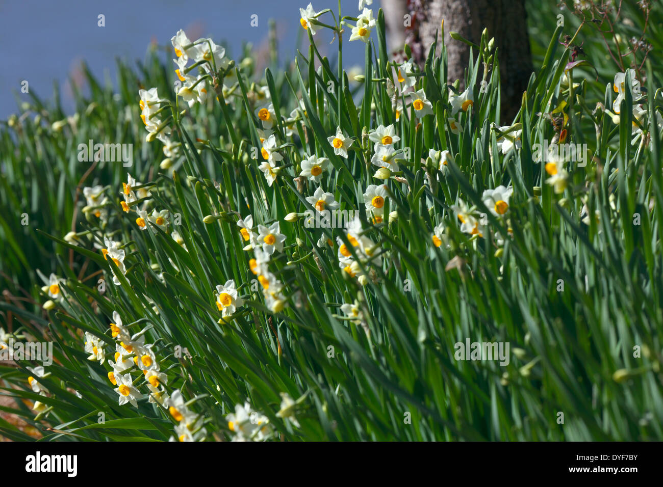 Narcissus Stock Photo