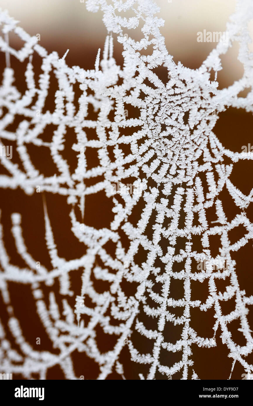 General views of a spiders web covered in frost Stock Photo - Alamy
