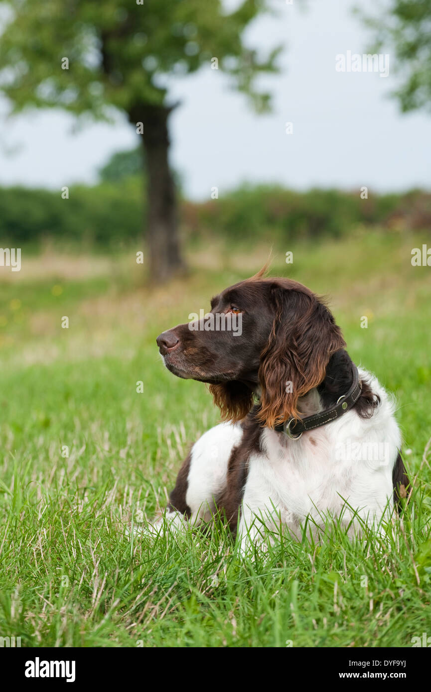 Small munsterlander dog lying in a meadow Stock Photo - Alamy