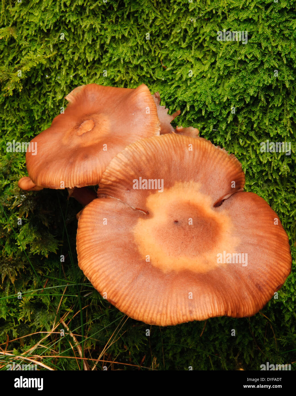 Mushrooms on mossy ground in the autumn, Vest-Agder, Norway. Stock Photo