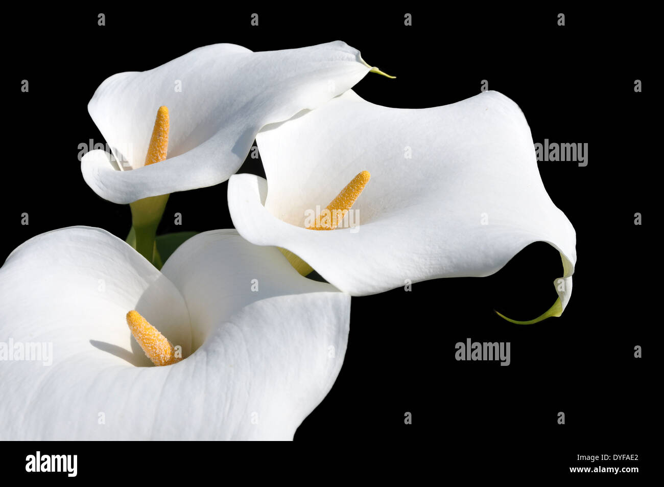 Arum Lilly isolated in black Stock Photo