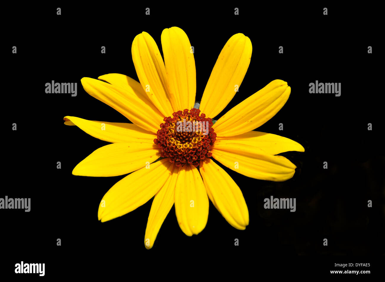 beautiful yellow flower of the heliopsis helianthoides scabra isolated in black Stock Photo