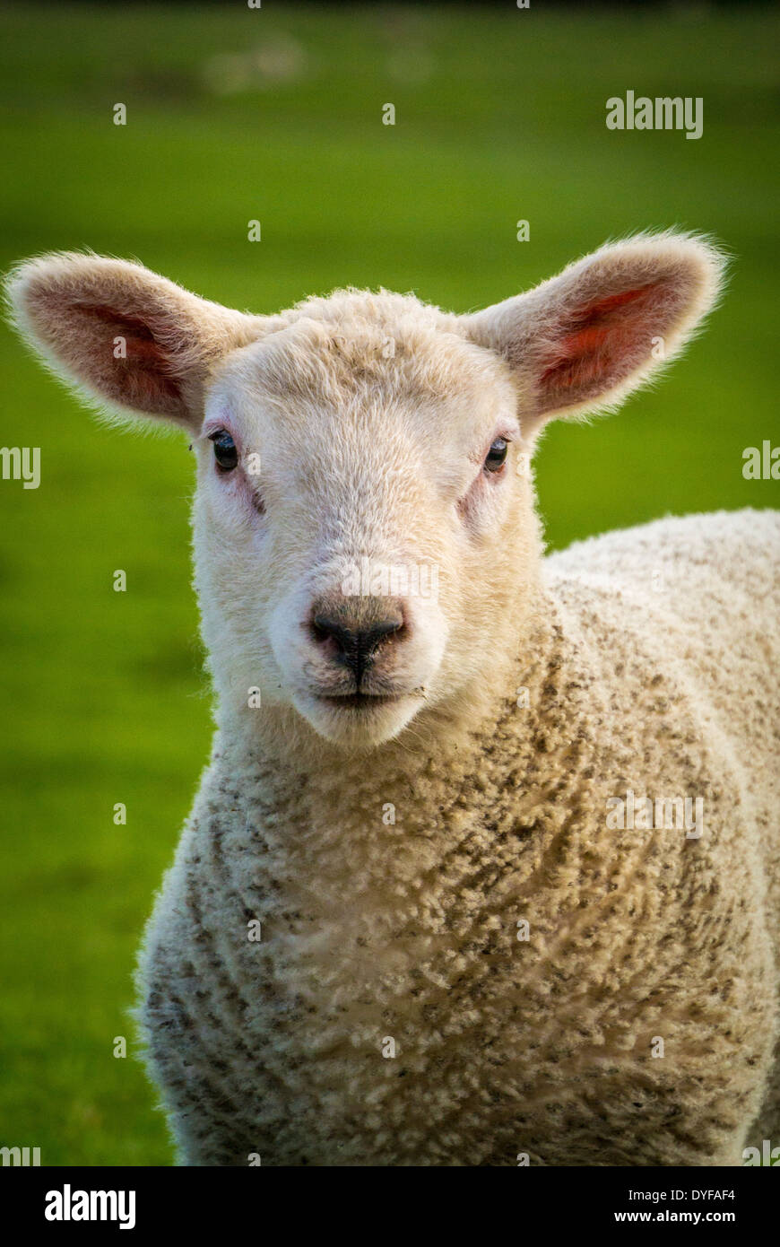Head and shoulders view of an older lamb outdoors looking at the camera