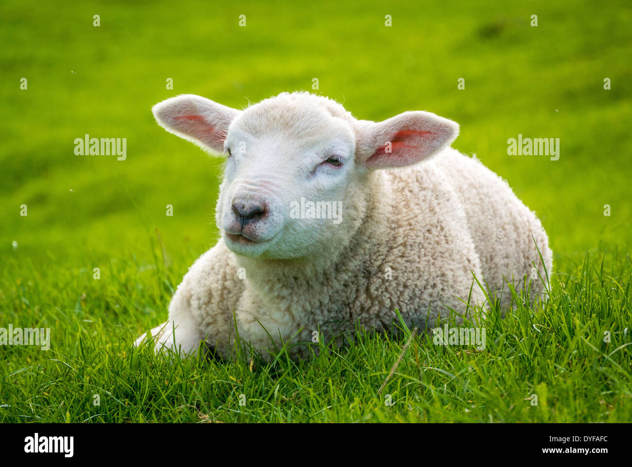 Lamb old Lamb old