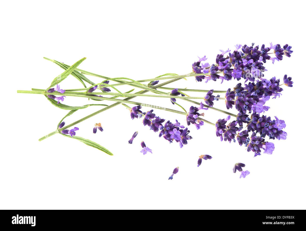 lavender flowers isolated on white background Stock Photo - Alamy