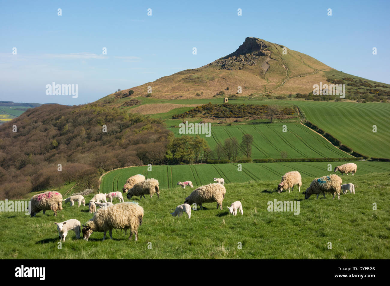 Sheep yorkshire spring hi-res stock photography and images - Alamy