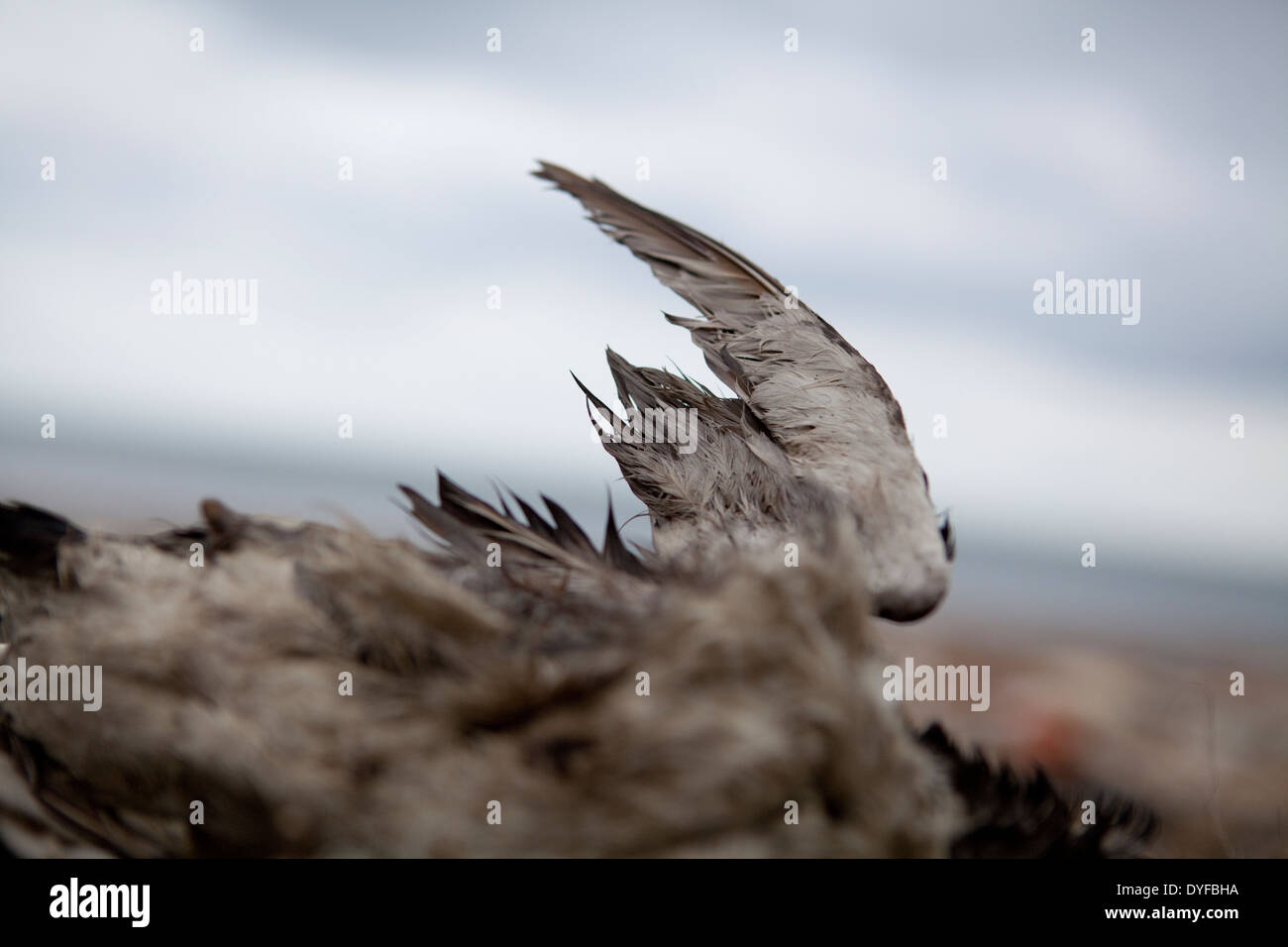 The wing of a dead sea bird lying on a beach Stock Photo