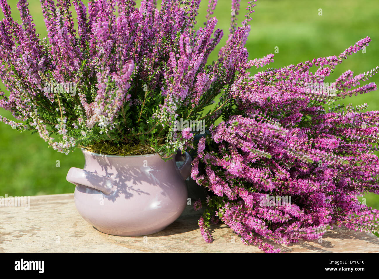 Moorland herb on wooden background Stock Photo